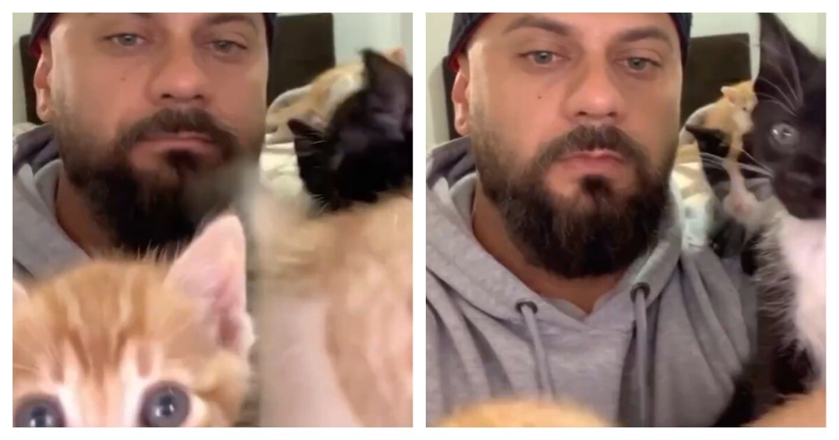 Кошачий нянь