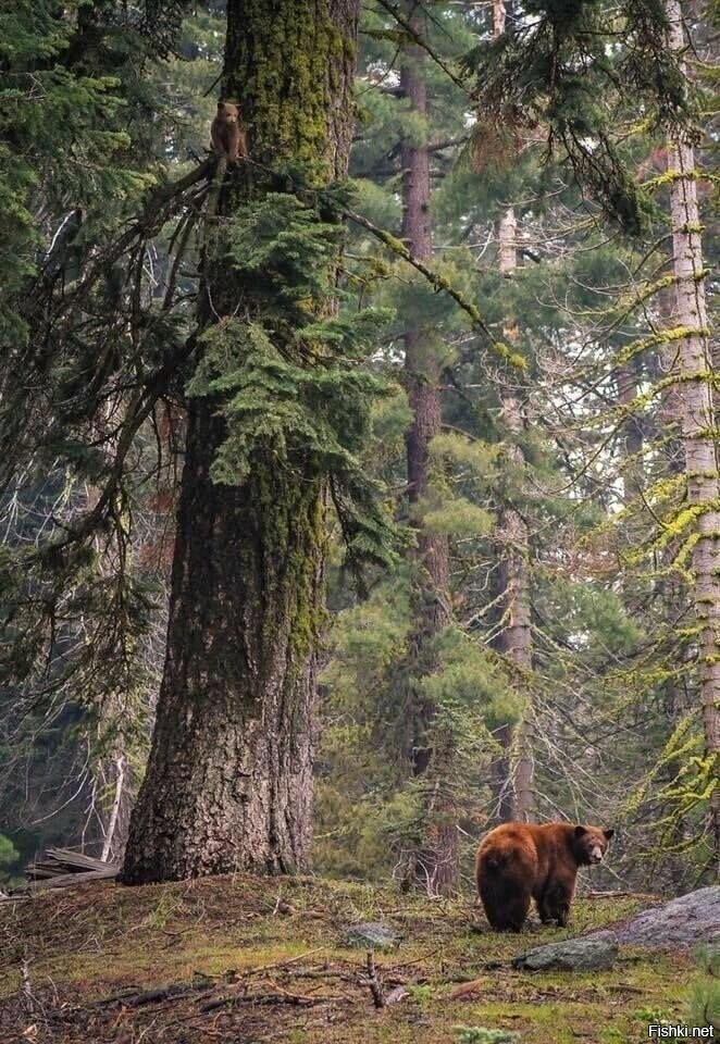 А медвеженок есть
