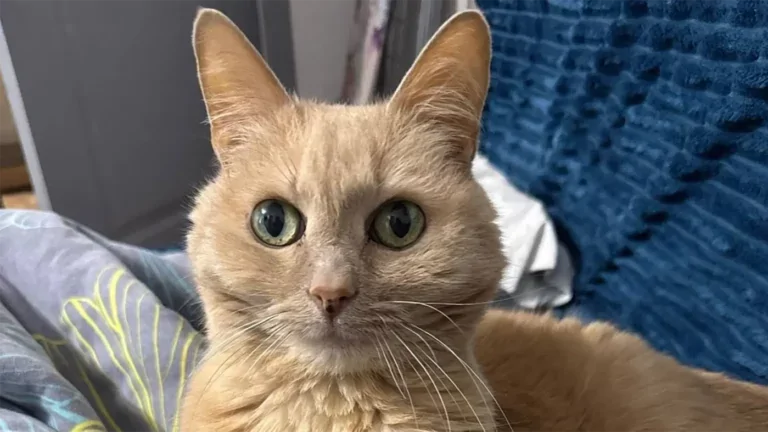 Хозяева бросили 11-летнего кота в&nbsp;московском аэропорту, улетая на&nbsp;ПМЖ в&nbsp;другую страну