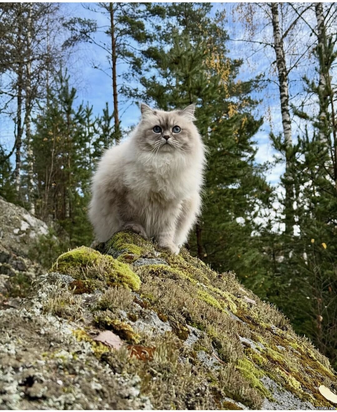 Солянка
