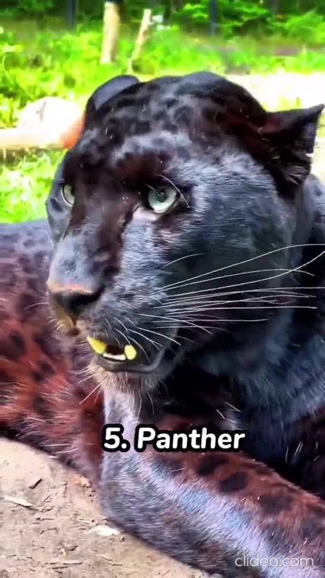 Рычание "кошек"