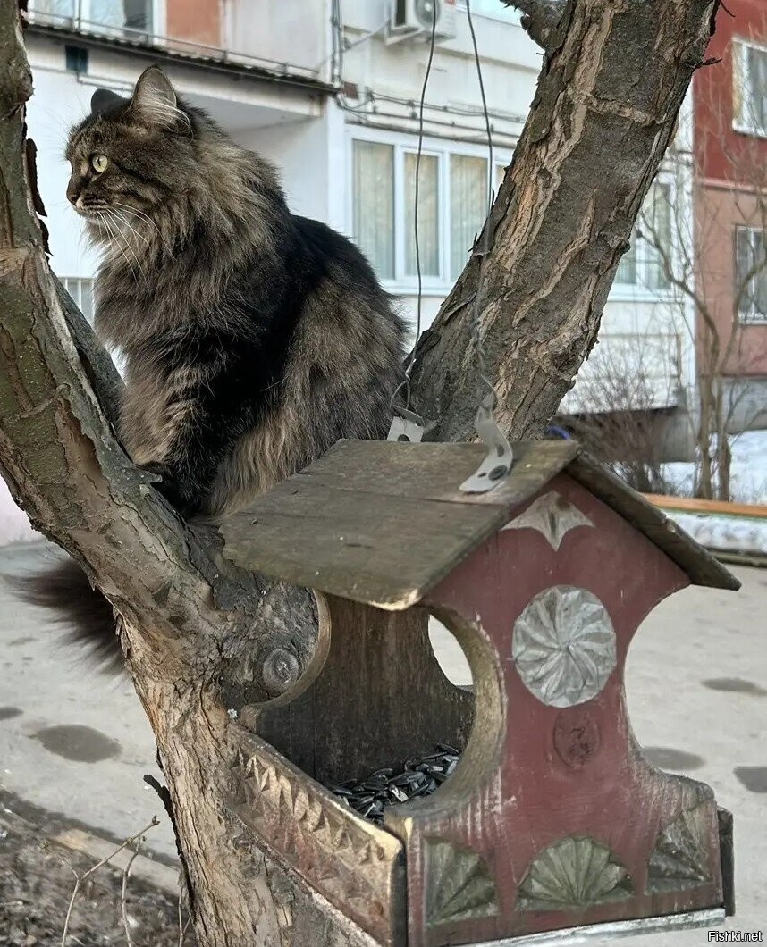 Еште сами свои семки