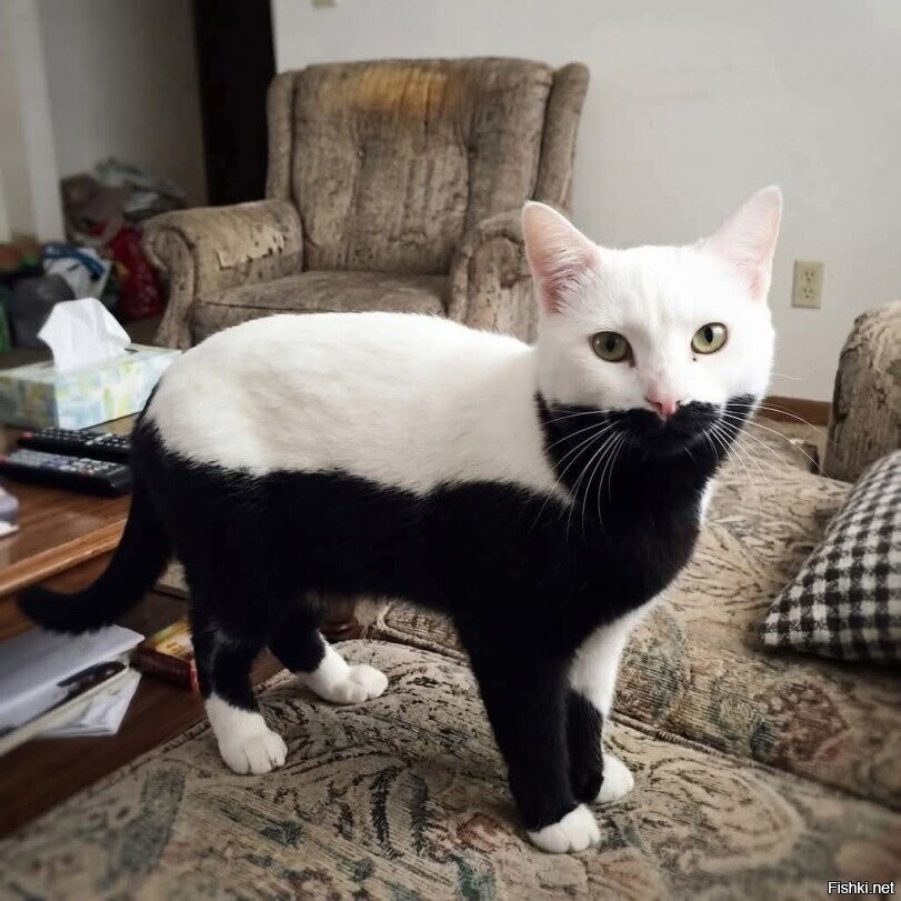 Солянка