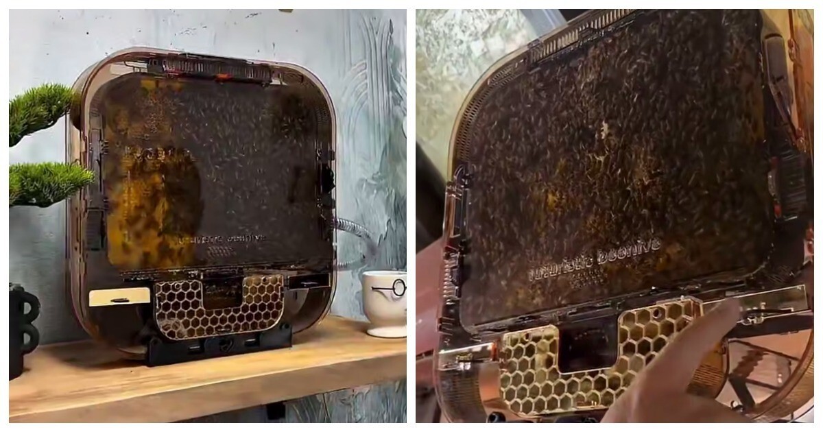Пчелиные ульи, которые можно поставить дома