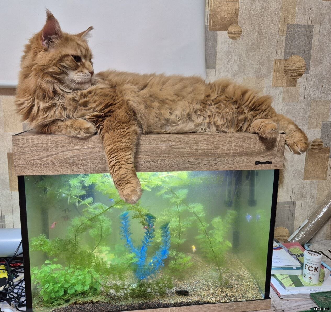 Солянка