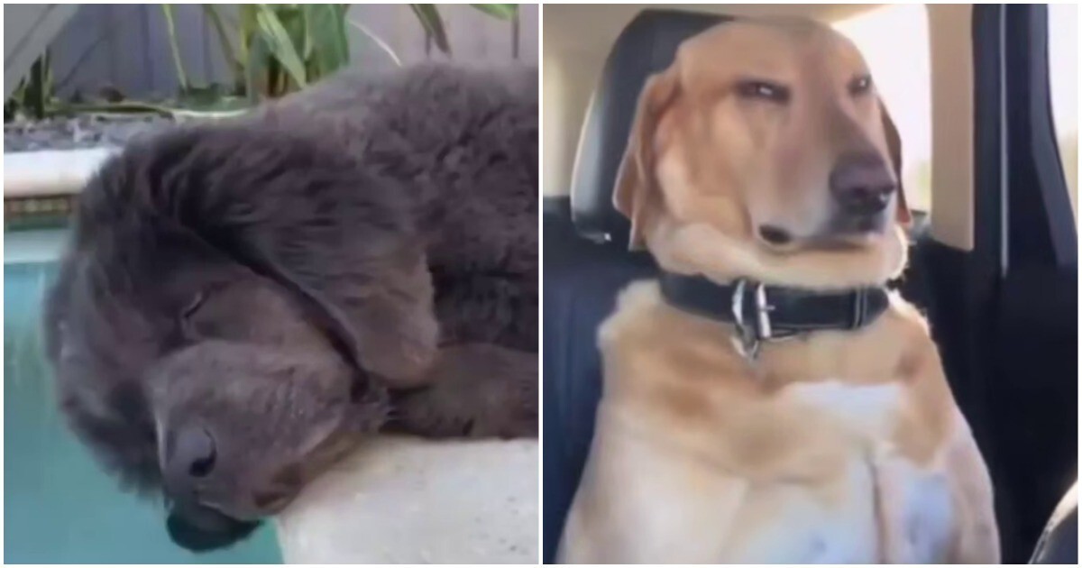 Подборка сонных собак