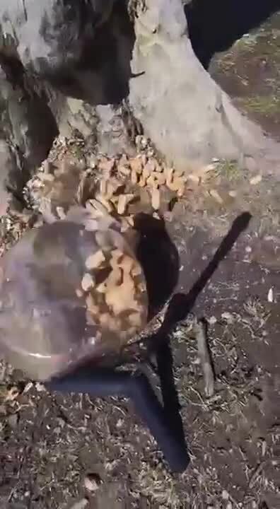 Солянка