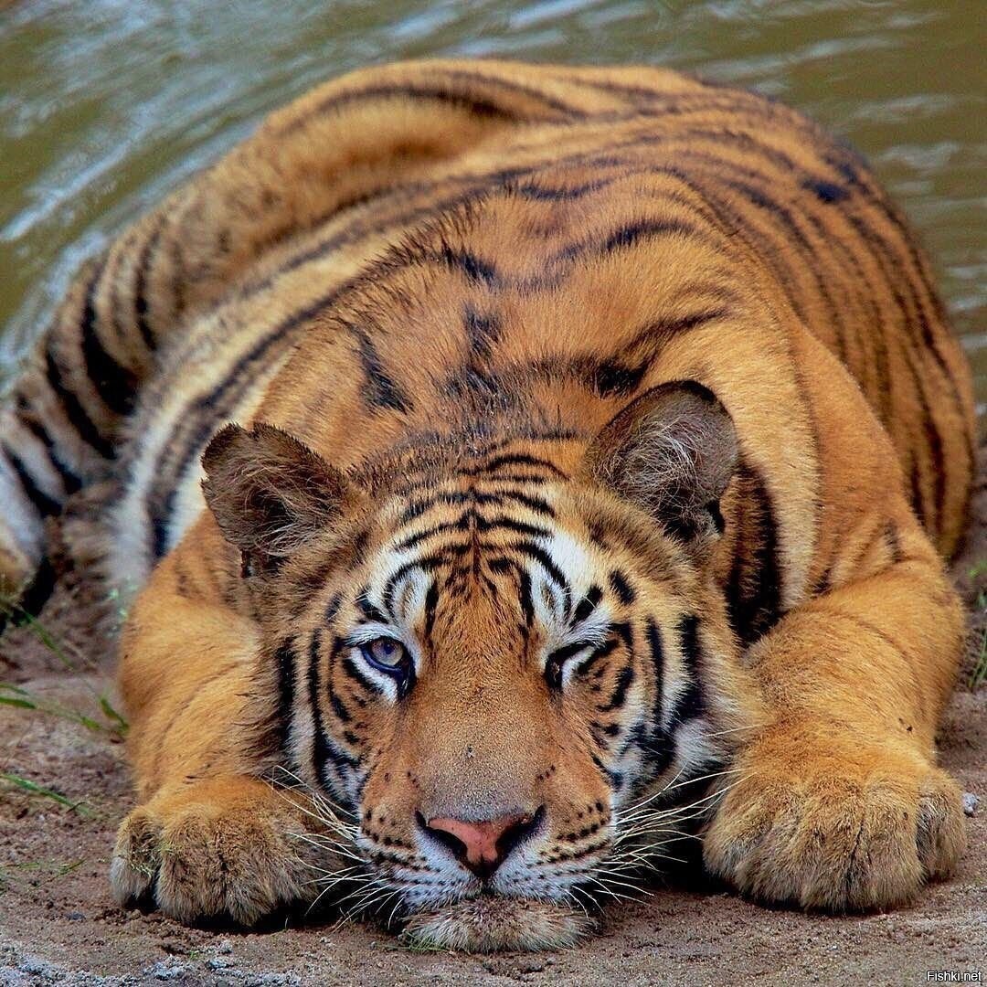 Всем добрейшего