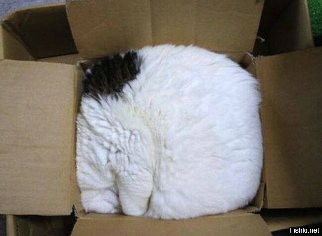 Квадратный кот