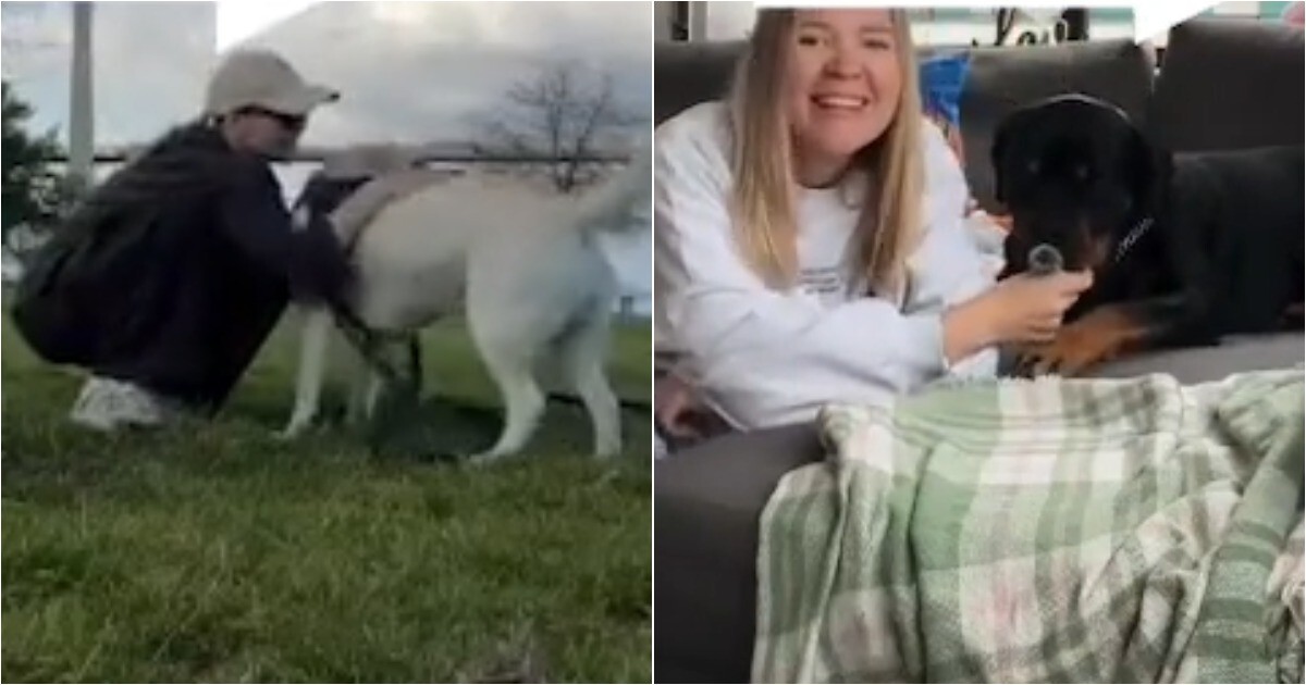 Девушка ушла из IT и стала собачьей няней
