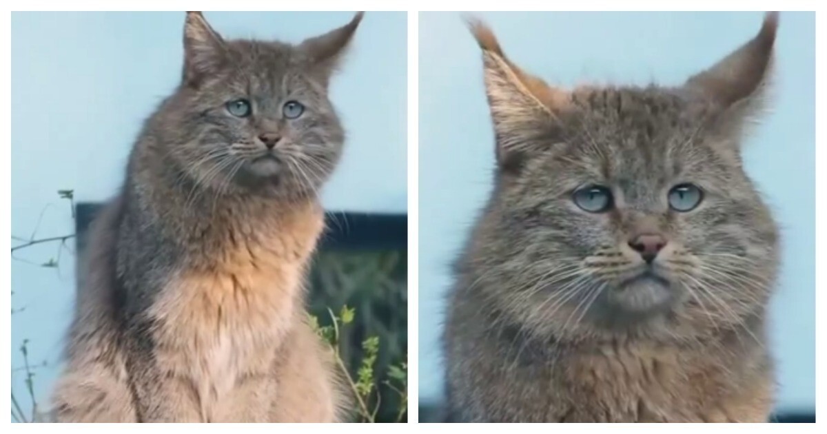 Редкая и загадочная кошка