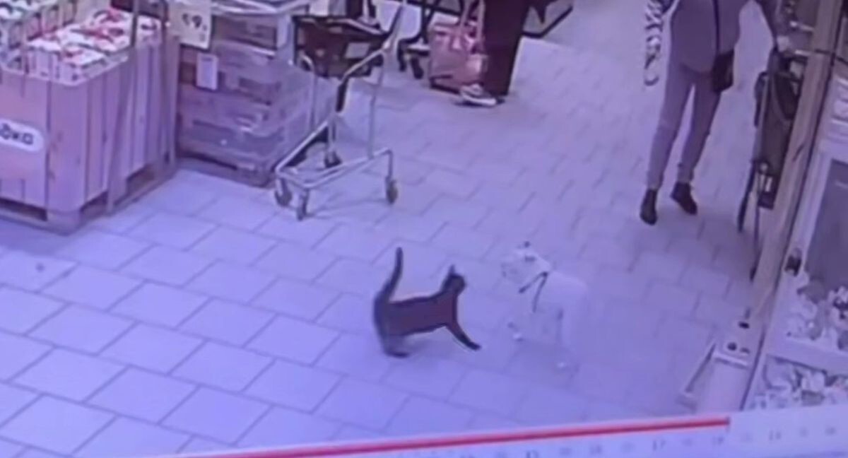 Кошка нападает на собак в магазине