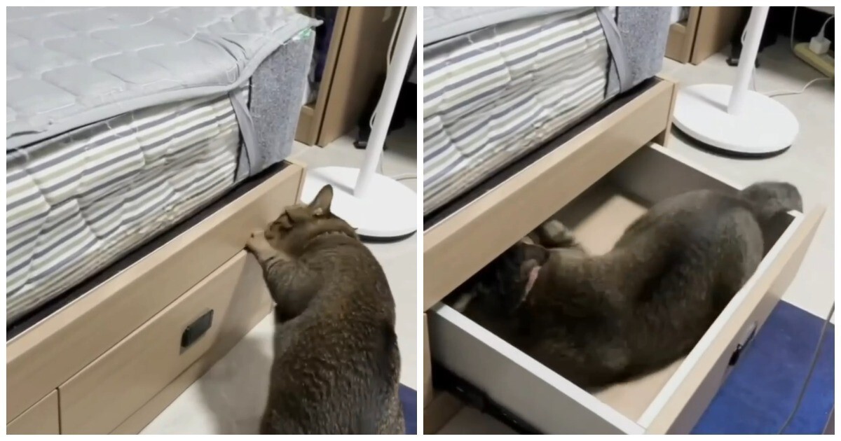 Кот решил не испытывать судьбу