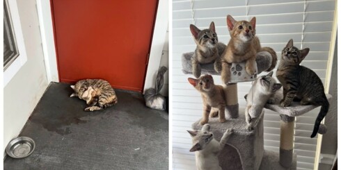 Девушка спасла кошку с новорожденными котятами и оставила их всех себе