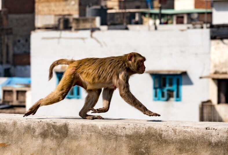 В Индии преступники обучали обезьян воровать деньги