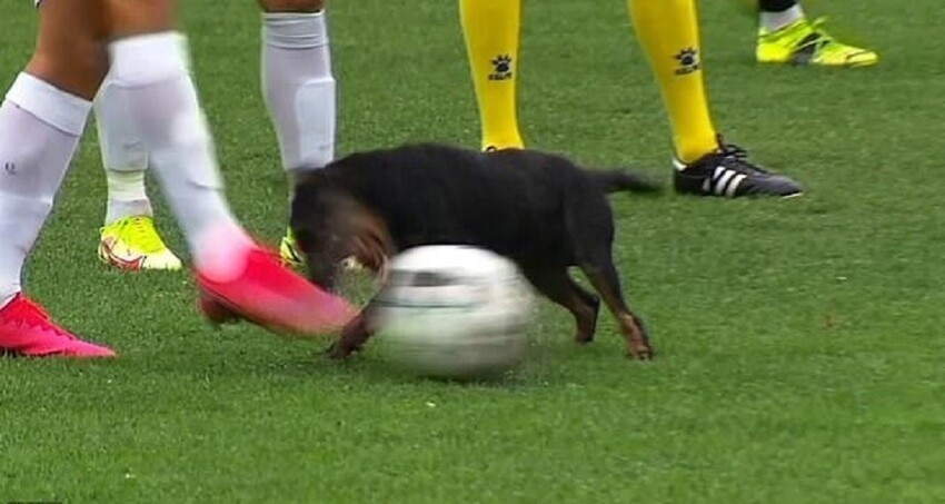 Собака сорвала футбольный матч премьер-лиги в Боснии