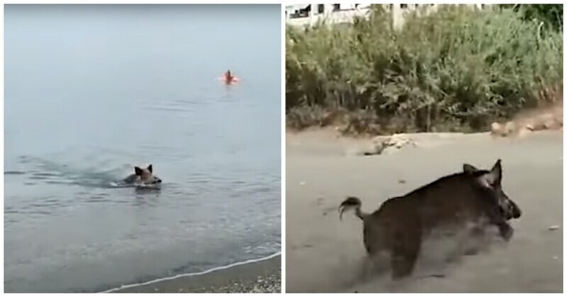 Кабана на пляже. Кабан на море. Акула выныривает из воды. Кабан в воде.