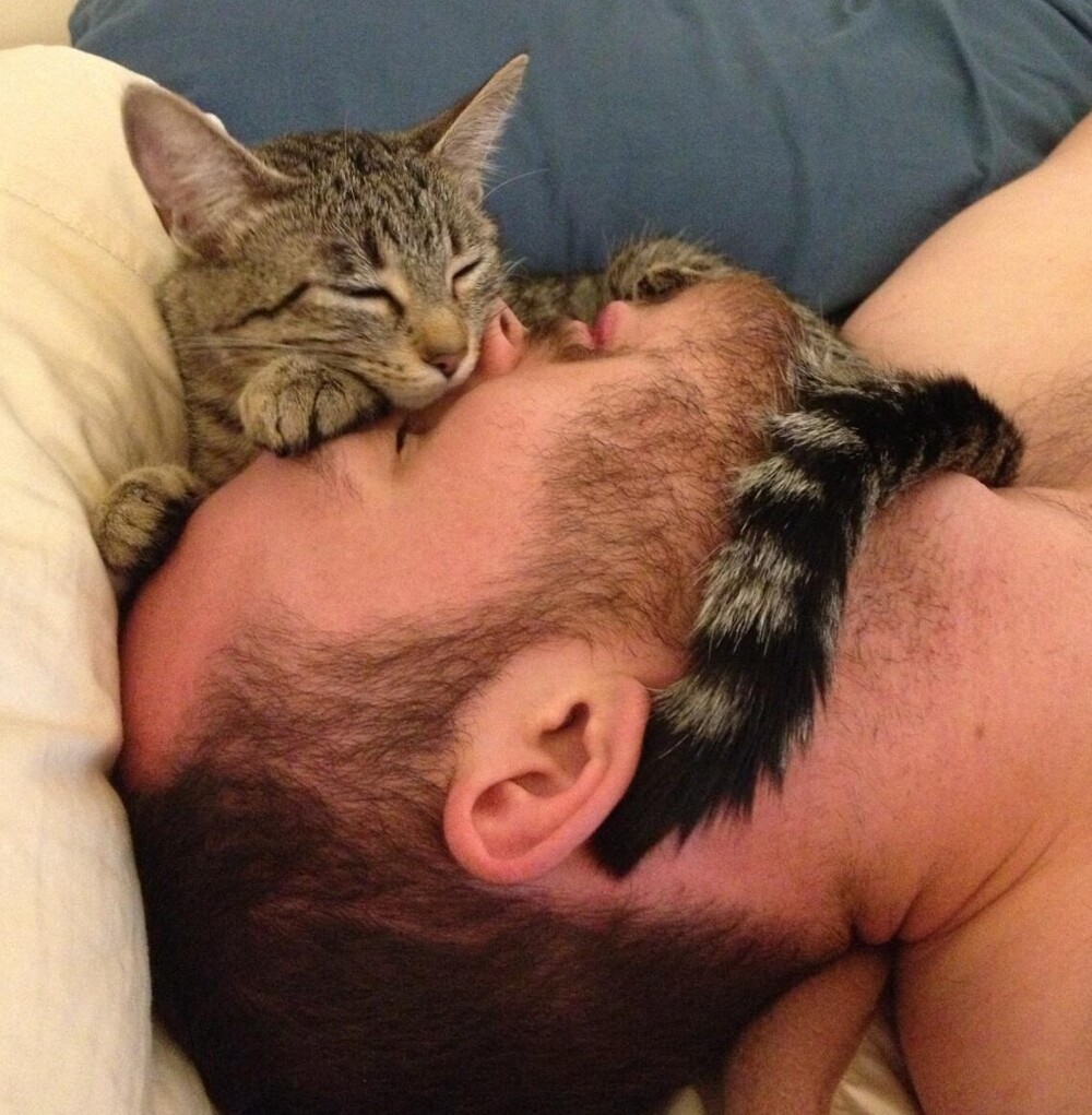 Почему кошка облизывает человека. Спящий парень и кот. Коты спят с хозяевами. Кот лежит на человеке.