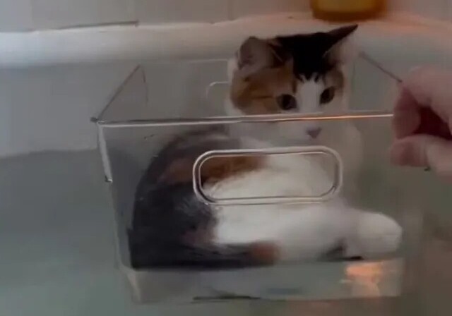 Оригинальный способ лежать в ванне с котом