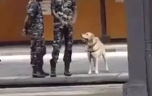 Забавная реакция служебного пса на команду «вольно»