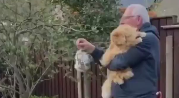 Мужчина отдаёт шерсть своего кота птицам