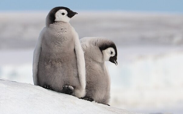 Императорские пингвины могут исчезнуть из-за таяния льдов