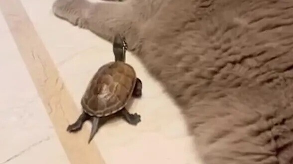 Черепаха постоянно преследует кота