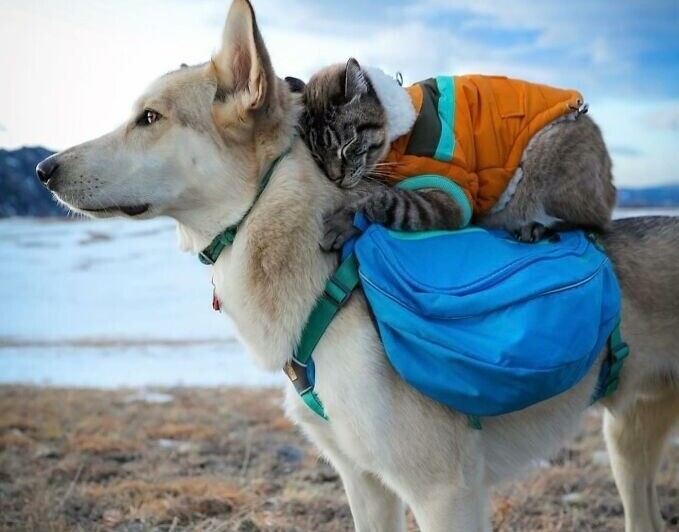 Пёс и кот путешествуют вместе с хозяевами