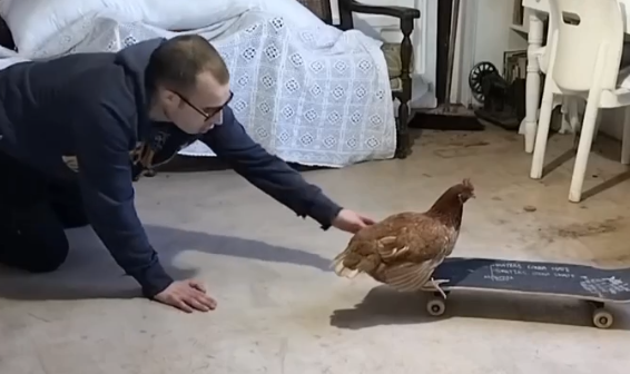 Парень обучает курицу трюкам на скейте