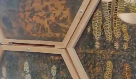 Любитель пчёл похвастался стеклянным ульем