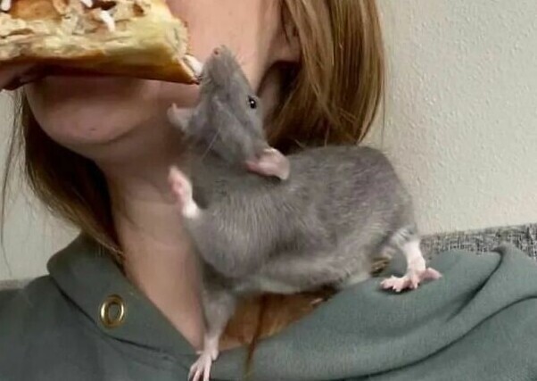 30 фото с домашними крысами, которые оказались чудесными питомцами