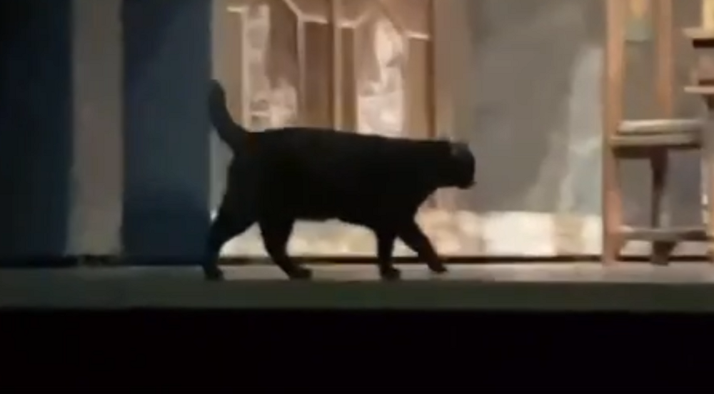 Кошка решила прогуляться по сцене во время спектакля