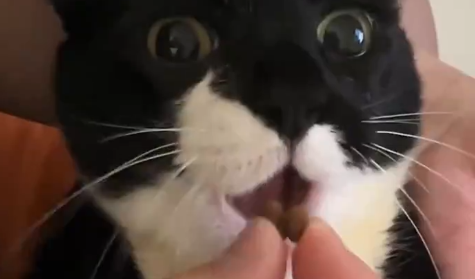 Хозяин кормит с руки любимого кота