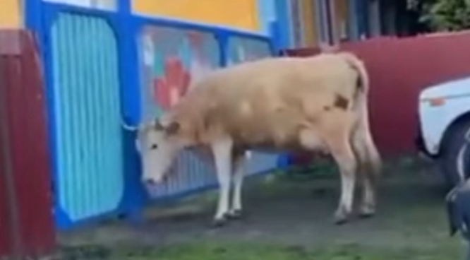 Корова возвращается с прогулки