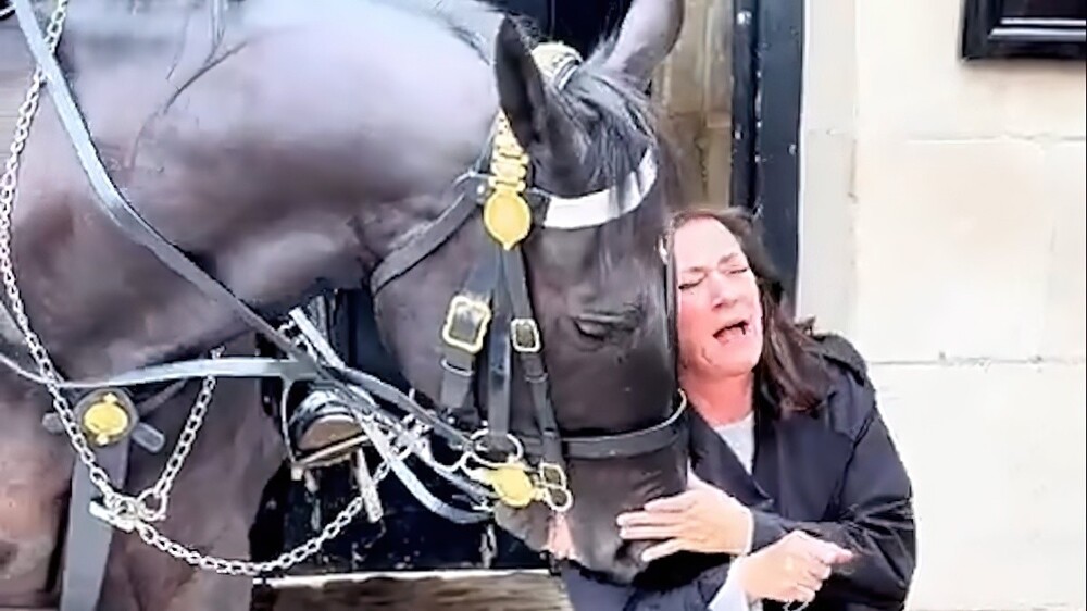 Лошадь Королевской гвардии укусила туристку, которая решила с ней сфотографироваться