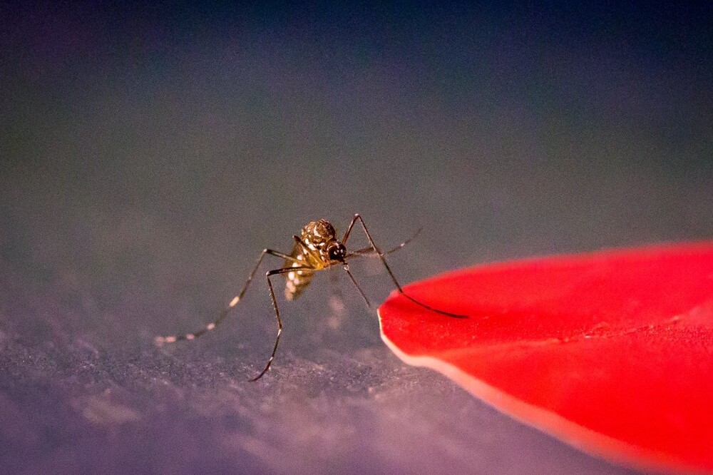 Ученые выяснили, какой цвет больше всего привлекает комаров