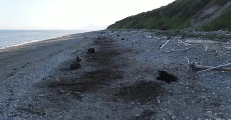 Десятки диких медведей отдыхают на российском пляже