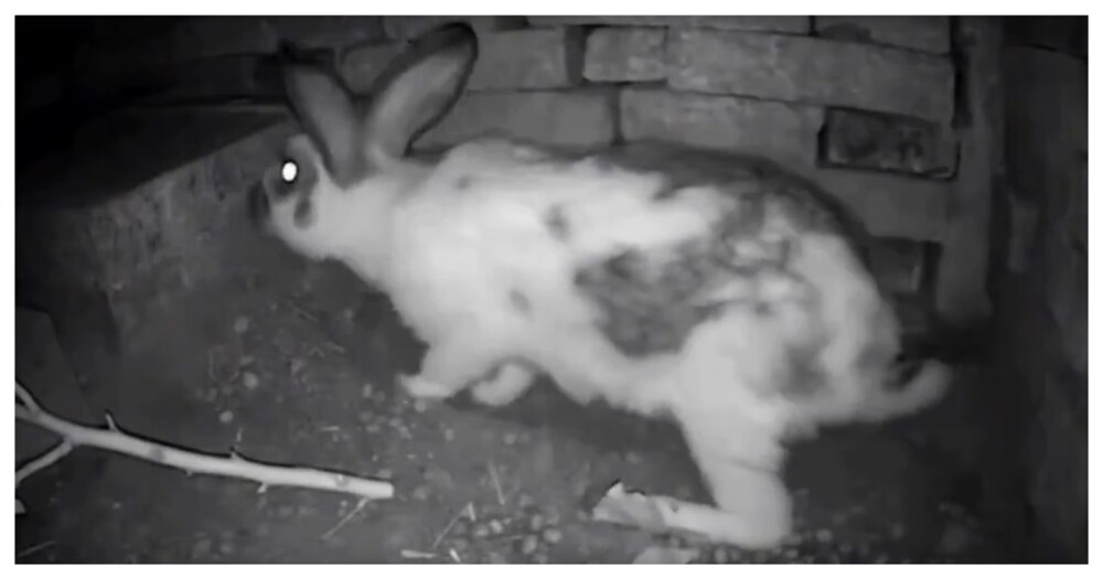 Кролики зарывают вход в норы, чтобы защитить потомство от хищников