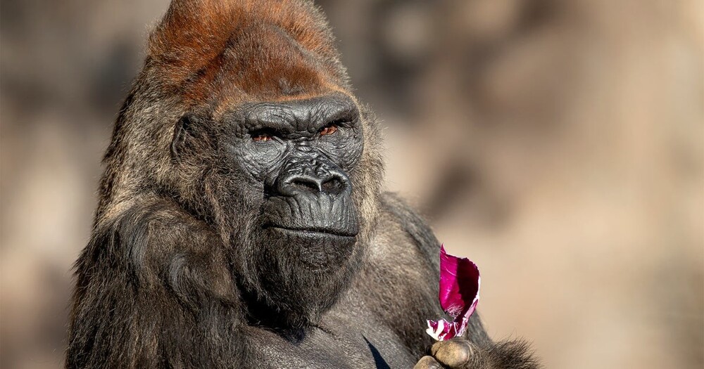 Одна из старейших горилл умерла в зоопарке Калифорнии
