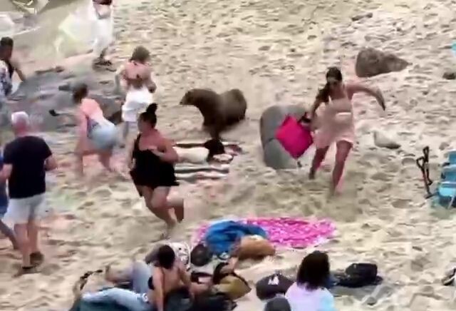 Морские львы выгнали людей с пляжа