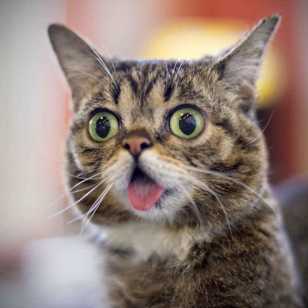 24 котика, которые так удивились, что забыли закрыть рот