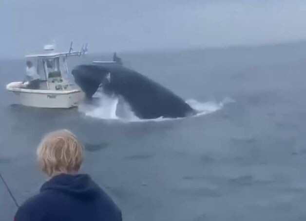 В США кит выпрыгнул из воды и перевернул катер рыбаков