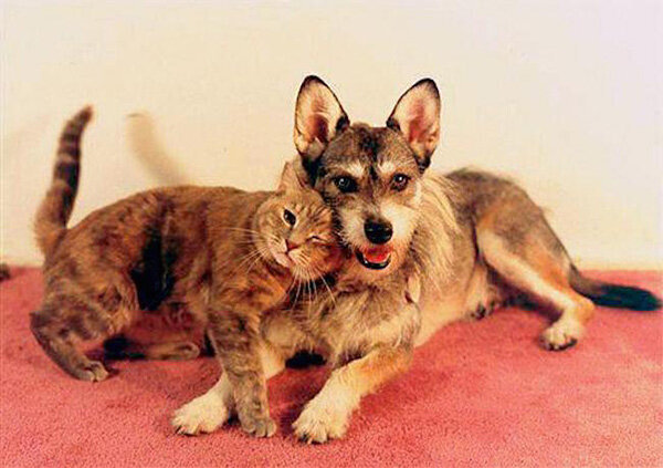 История о Джинни: собаке, спасшей более 900 кошачьих жизней