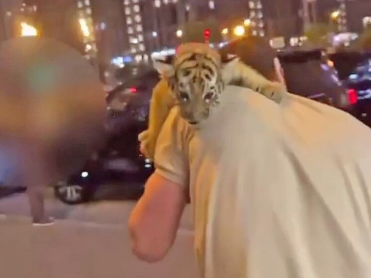 В Москве полиция изъяла у мужчины тигрёнка