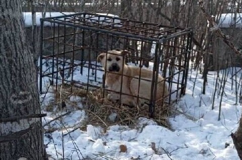 В Приморье охотники использовали собаку в качестве приманки для тигра