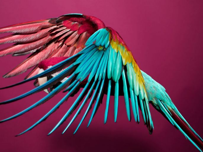 Colorful wings 