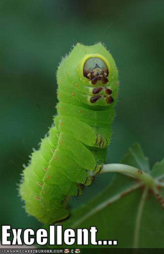 Funny Caterpillar 