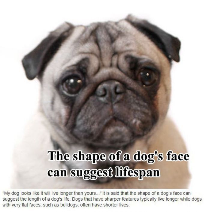 Dogs faces determine life span 