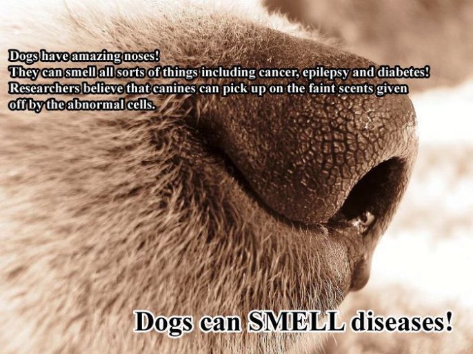 Dogs Can smell Disease