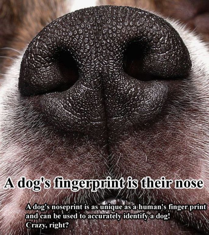Nose Fingerprint 